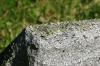 <img100*0:stuff/z/169023/Graveyard%2520Stock/i1277157432_37.jpg>