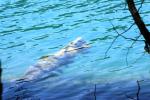 <img150*0:stuff/z/169023/Green%2520Lakes.2/i1277853238_10.jpg>