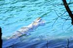 <img150*0:stuff/z/169023/Green%2520Lakes.2/i1277853238_4.jpg>