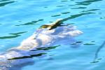<img150*0:stuff/z/169023/Green%2520Lakes.2/i1277853239_22.jpg>