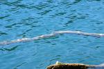 <img150*0:stuff/z/169023/Green%2520Lakes.2/i1277853241_39.jpg>