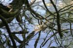 <img150*0:stuff/z/169023/Green%2520Lakes.3/i1277853923_11.jpg>