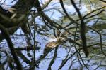 <img150*0:stuff/z/169023/Green%2520Lakes.3/i1277853924_17.jpg>