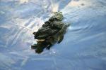 <img150*0:stuff/z/169023/Green%2520Lakes.4/i1277854290_14.jpg>