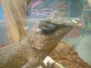 Horned Mountain Lizard