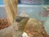 <img100*0:stuff/z/169023/Horned%2520Mountain%2520Lizard%25207/i1259623743_2.jpg>