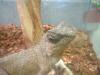 <img100*0:stuff/z/169023/Horned%2520Mountain%2520Lizard%25207/i1259623743_3.jpg>