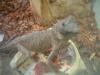 <img100*0:stuff/z/169023/Horned%2520Mountain%2520Lizard%25207/i1259623743_4.jpg>