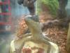 <img100*0:stuff/z/169023/Horned%2520Mountain%2520Lizard%25207/i1259623743_5.jpg>