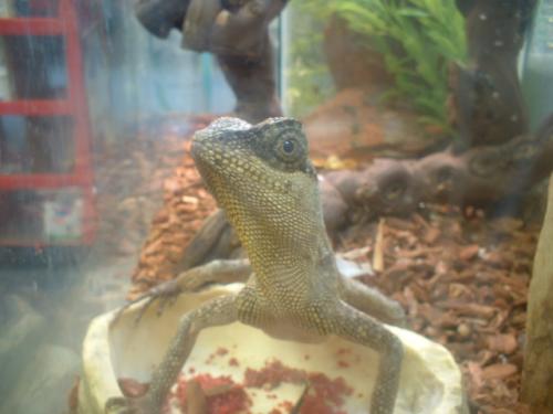 <img500*0:http://elftown.heddate.com/stuff/z/169023/Horned%2520Mountain%2520Lizard%25207/i1259623743_5.jpg>