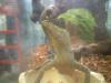 <img100*0:stuff/z/169023/Horned%2520Mountain%2520Lizard%25207/i1259623743_6.jpg>