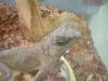 <img100*0:stuff/z/169023/Horned%2520Mountain%2520Lizard%25207/i1259623743_7.jpg>
