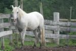 <img150*0:stuff/z/169023/Horse%2520Reference/i1280171967_1.jpg>