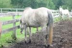 <img150*0:stuff/z/169023/Horse%2520Reference/i1280171967_2.jpg>