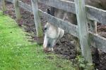 <img150*0:stuff/z/169023/Horse%2520Reference/i1280171967_4.jpg>