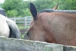 <img150*0:stuff/z/169023/Horse%2520Reference/i1280171967_5.jpg>