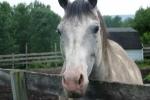 <img:stuff/z/169023/Horse%2520Reference/i1280171967_6.jpg?y=100>