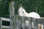 <img150*0:stuff/z/169023/Horse%2520Reference/i1280171967_7.jpg>