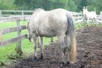 <img150*0:stuff/z/169023/Horse%2520Reference/i1280171967_8.jpg>