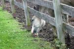 <img150*0:stuff/z/169023/Horse%2520Reference/i1280171968_10.jpg>