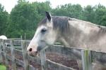 <img150*0:stuff/z/169023/Horse%2520Reference/i1280171968_11.jpg>