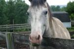 <img150*0:stuff/z/169023/Horse%2520Reference/i1280171968_12.jpg>