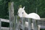 <img150*0:stuff/z/169023/Horse%2520Reference/i1280171968_13.jpg>