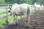 <img150*0:stuff/z/169023/Horse%2520Reference/i1280171968_14.jpg>
