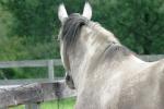 <img150*0:stuff/z/169023/Horse%2520Reference/i1280171968_15.jpg>