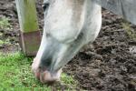<img150*0:stuff/z/169023/Horse%2520Reference/i1280171968_16.jpg>