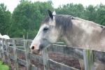 <img150*0:stuff/z/169023/Horse%2520Reference/i1280171968_17.jpg>