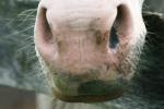 <img150*0:stuff/z/169023/Horse%2520Reference/i1280171968_19.jpg>