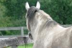 <img150*0:stuff/z/169023/Horse%2520Reference/i1280171968_9.jpg>