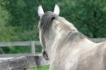 <img150*0:stuff/z/169023/Horse%2520Reference/i1280171969_21.jpg>