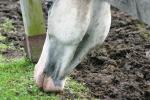 <img150*0:stuff/z/169023/Horse%2520Reference/i1280171969_22.jpg>