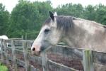 <img150*0:stuff/z/169023/Horse%2520Reference/i1280171969_23.jpg>