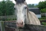 <img150*0:stuff/z/169023/Horse%2520Reference/i1280171969_24.jpg>