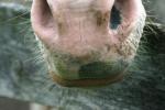 <img150*0:stuff/z/169023/Horse%2520Reference/i1280171969_25.jpg>