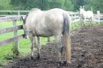 <img150*0:stuff/z/169023/Horse%2520Reference/i1280171969_26.jpg>