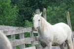 <img150*0:stuff/z/169023/Horse%2520Reference/i1280171969_27.jpg>