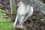 <img150*0:stuff/z/169023/Horse%2520Reference/i1280171969_28.jpg>