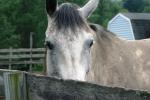 <img150*0:stuff/z/169023/Horse%2520Reference/i1280171969_29.jpg>