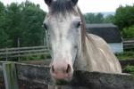 <img150*0:stuff/z/169023/Horse%2520Reference/i1280171969_30.jpg>