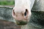 <img150*0:stuff/z/169023/Horse%2520Reference/i1280171970_31.jpg>