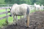 <img150*0:stuff/z/169023/Horse%2520Reference/i1280171970_32.jpg>