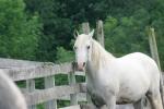 <img150*0:stuff/z/169023/Horse%2520Reference/i1280171970_33.jpg>