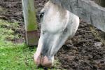 <img150*0:stuff/z/169023/Horse%2520Reference/i1280171970_34.jpg>
