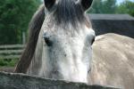 <img150*0:stuff/z/169023/Horse%2520Reference/i1280171970_35.jpg>