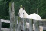 <img150*0:stuff/z/169023/Horse%2520Reference/i1280171970_36.jpg>