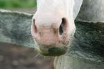 <img150*0:stuff/z/169023/Horse%2520Reference/i1280171970_37.jpg>